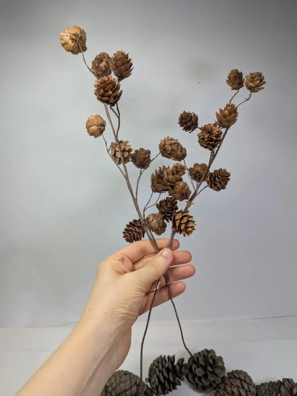 Huge 130+ Pc Botanical Craft Supply Lot Sweetgum Lotus Pods Acorns Pinecones